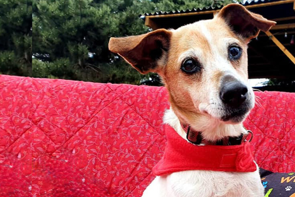 Trotz Tumoren und Herz-Schwäche "fit wie ein Turnschuh": Hunde-Omi Josi will wieder Liebe erleben