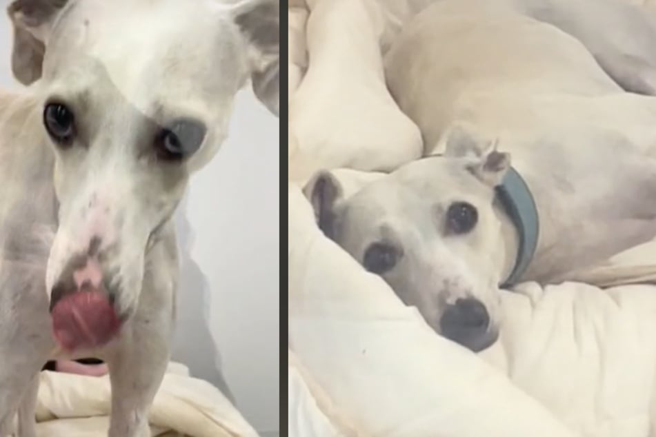 Casper the dog has had anything but an easy life. After a terrible start as a stray, he spent time in an animal shelter where carers made a shocking discovery.