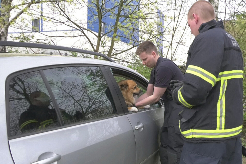 Die Feuerwehr öffnete gewaltsam das Fenster und befreite den Hund aus dem Auto.