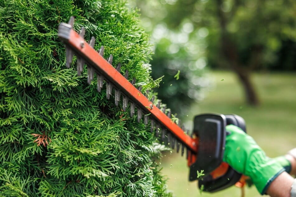 Ob mit elektrischer Heckenschere oder Gartenschere - mindestens jährlich sollte man Koniferen schneiden.