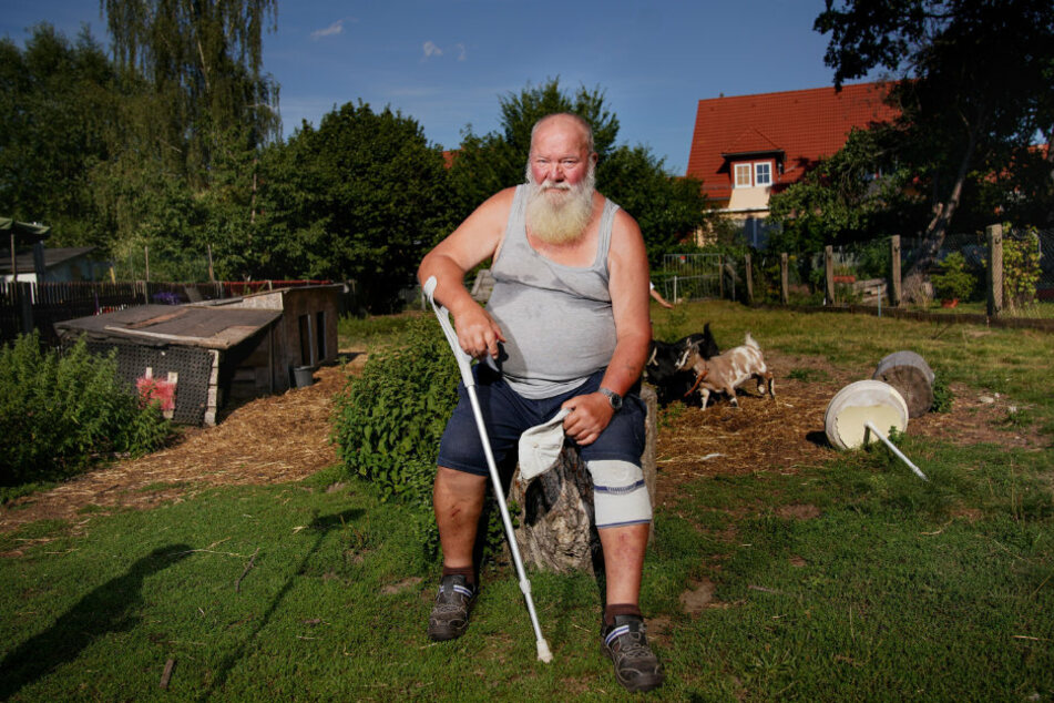 Hobby-Landwirt Jürgen Müller (73) aus Dresden-Weißig trauert um seinen Liebling Anni. Zwei Ziegen sind ihm nach dem Wolfsriss noch geblieben.