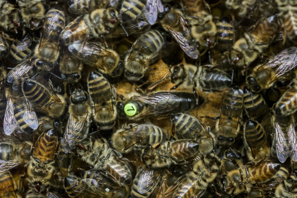 "Hive" bedeutet auf Deutsch Bienenstock, die Plattform hat mittlerweile eine Million Nutzer. (Symbolbild)