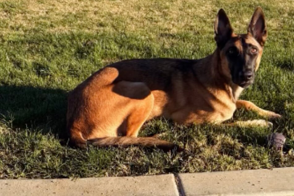 Paiges Vierbeiner kommt ansonsten auch gut ohne Kleidung aus.