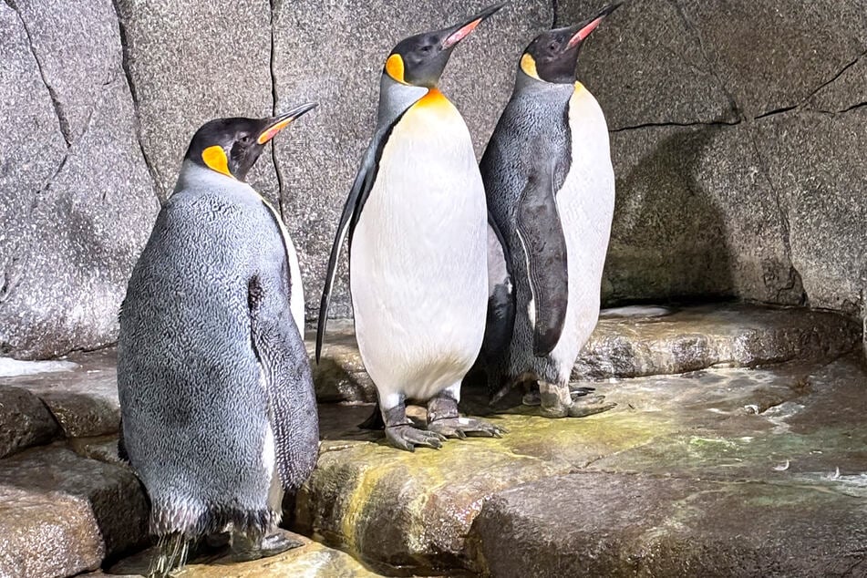 Die drei Pinguin-Damen befinden sich derzeit in ihrer Eingewöhnungsphase.