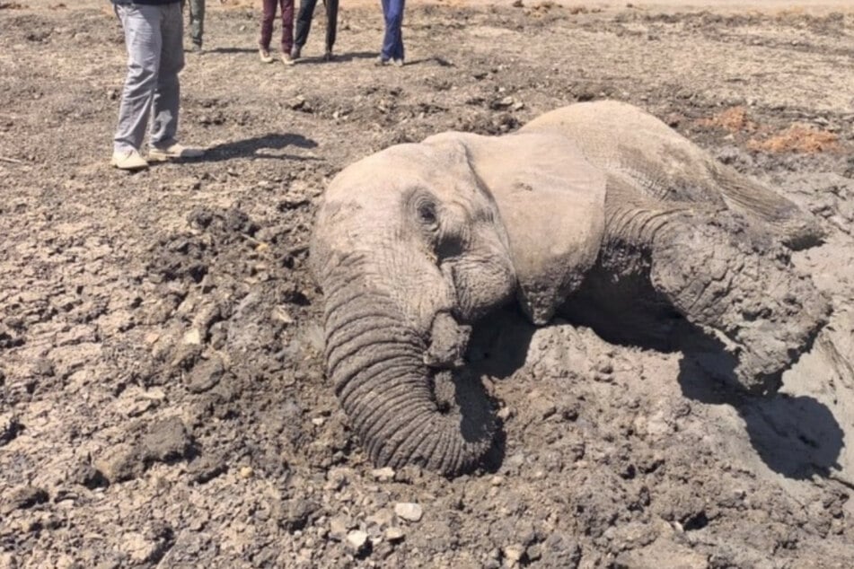 Elefant droht im Schlamm zu versinken: Rettung kommt in letzter Minute