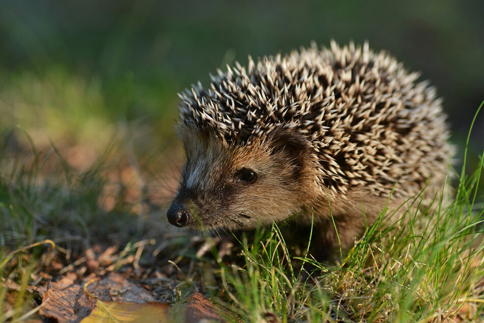 Löste einen Großeinsatz aus: Ein Igel verirrte sich in den Kleidercontainer in Lugau (Symbolbild).