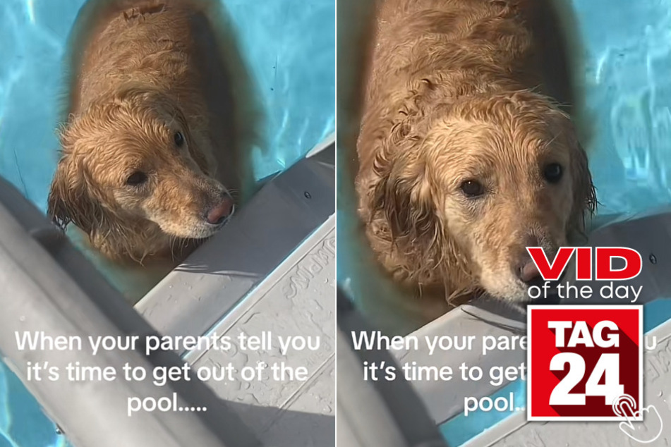 Today's Viral Video of the Day features a water-loving pup who just doesn't want to get out of the pool!