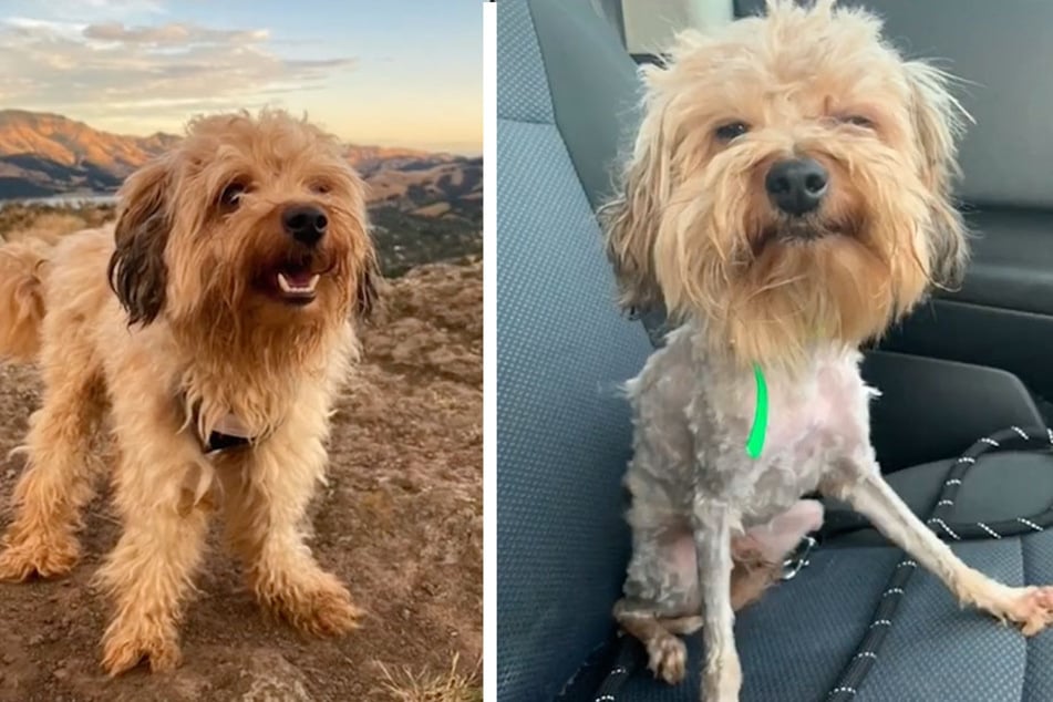 Puppy left traumatized by hair-raising DIY grooming disaster
