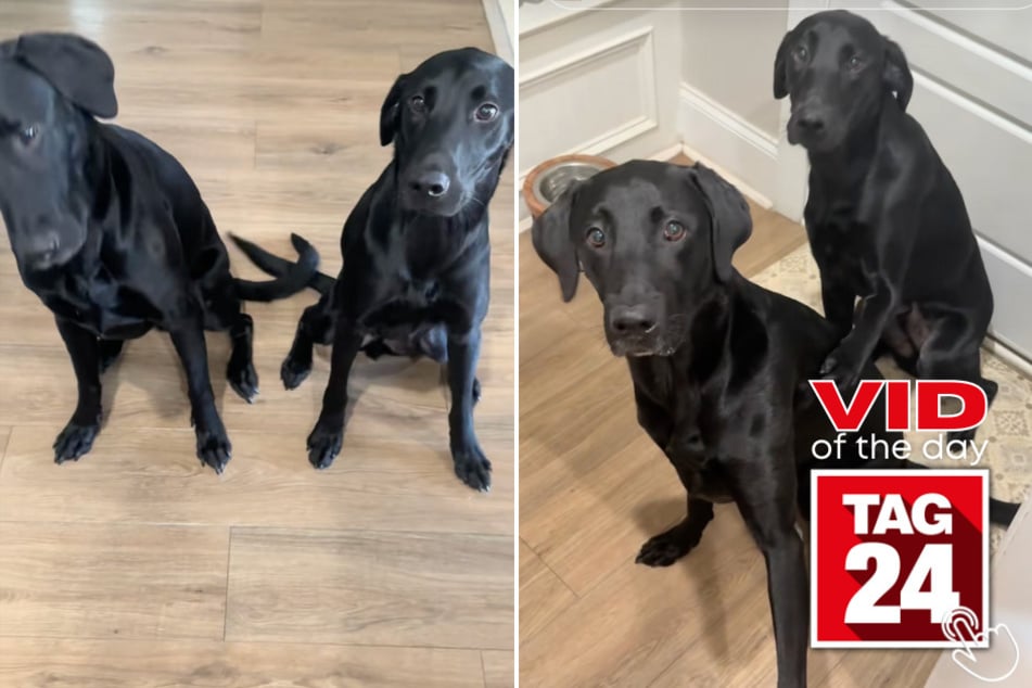 These patient pups have the sweetest dinner ritual that went viral on TikTok!
