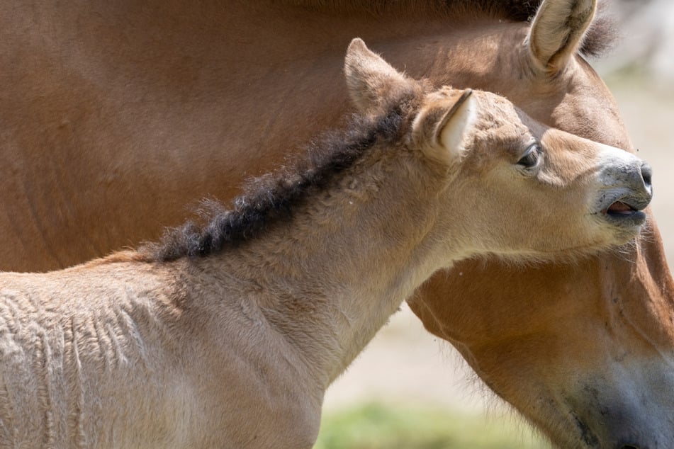 Baby-News aus Hellabrunn: Erstes Wildpferd-Fohlen seit zehn Jahren