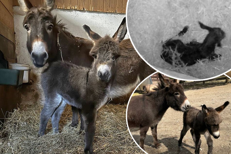 Süßer Nachwuchs im Erzgebirge: Wie soll das Mini-Eselfohlen heißen?