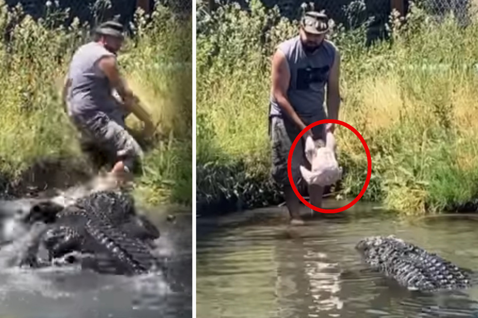 Mann will Alligator mit Truthahn füttern und wird fast selber gefressen