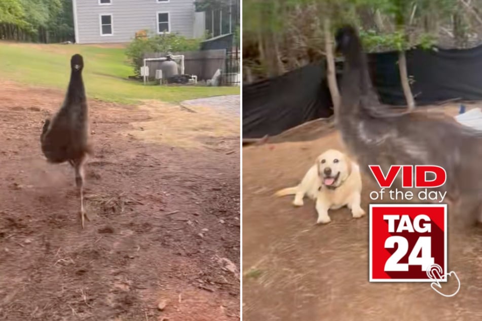 viral videos: Viral Video of the Day for May 21, 2025: Speed-demon Emu causes chaos by stepping on dog's paw!