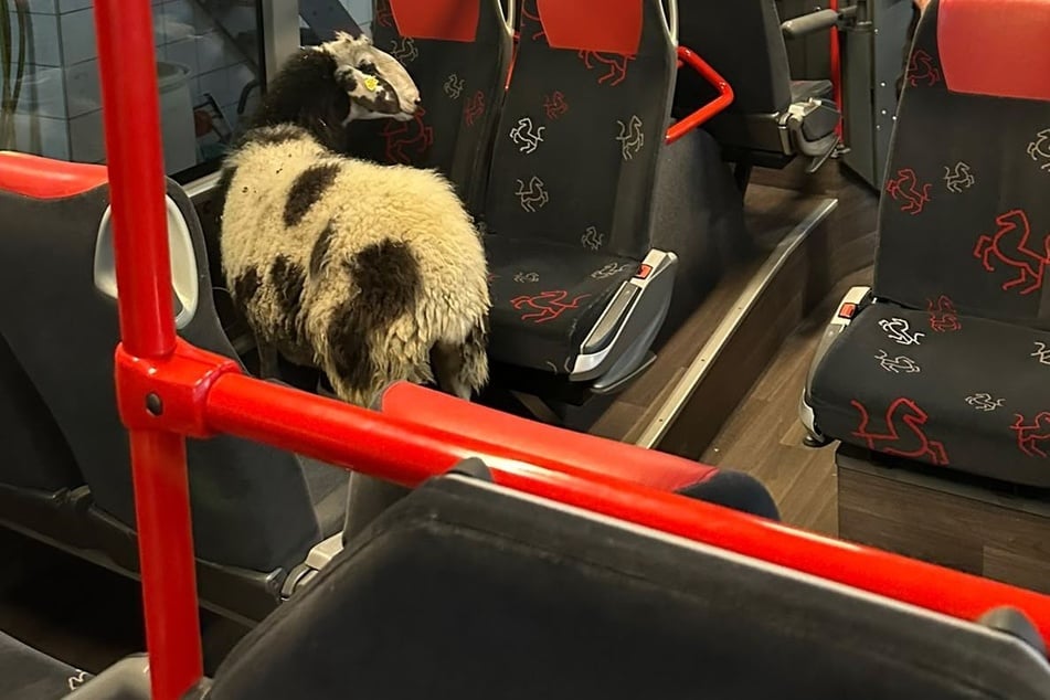 Das ausgebüxte Schaf hatte es sich in einem Linienbus gemütlich gemacht.