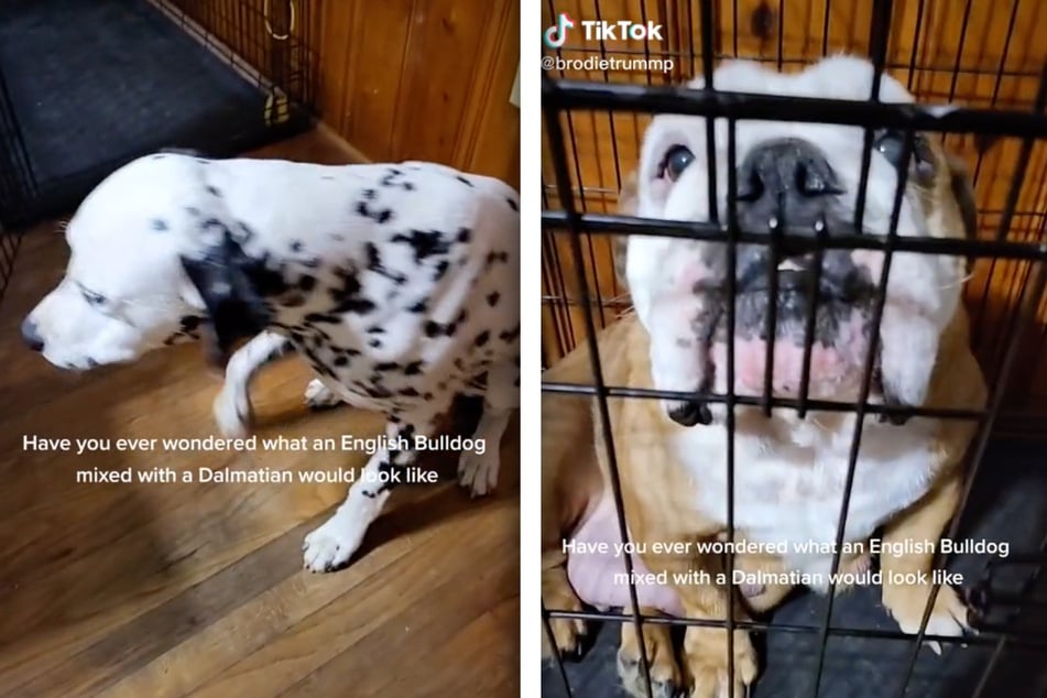 This dalmation and bulldog mix thrills millions with its black and white delight!