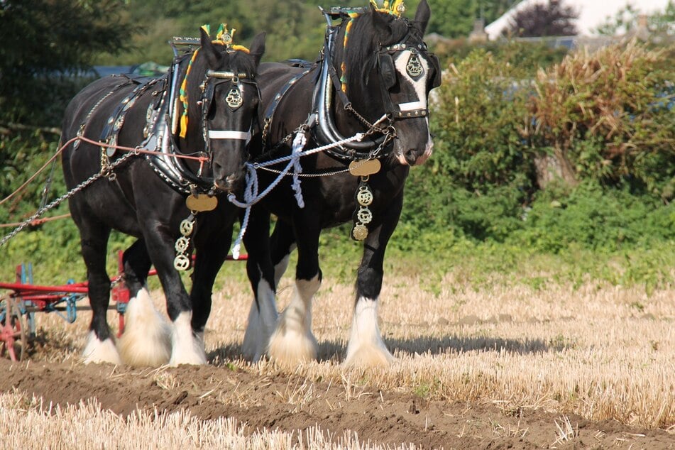 Das Shire Horse wird heute nur noch selten in der Landwirtschaft eingesetzt.