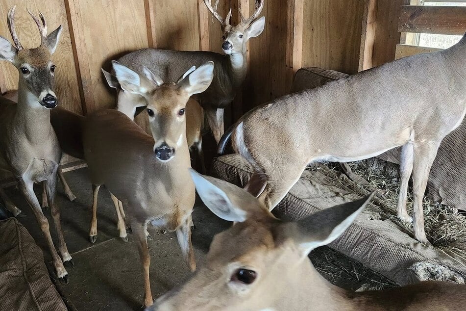 Jodi Proger (†64) kümmerte sich zwölf Jahre lang um Dutzende verletzte Hirsche und päppelte sie wieder auf.