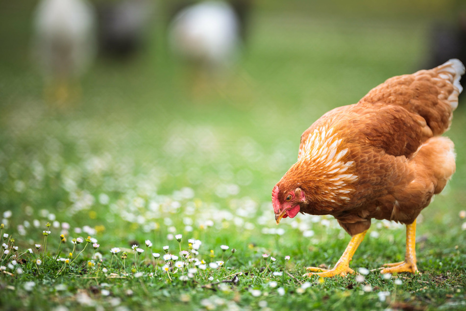 Ein streunendes Huhn hat in Krefeld für einen Unfall gesorgt. (Symbolbild)