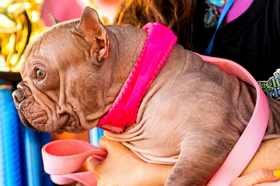 Gewinnerin Petunia auf dem Arm von Frauchen Shannon.