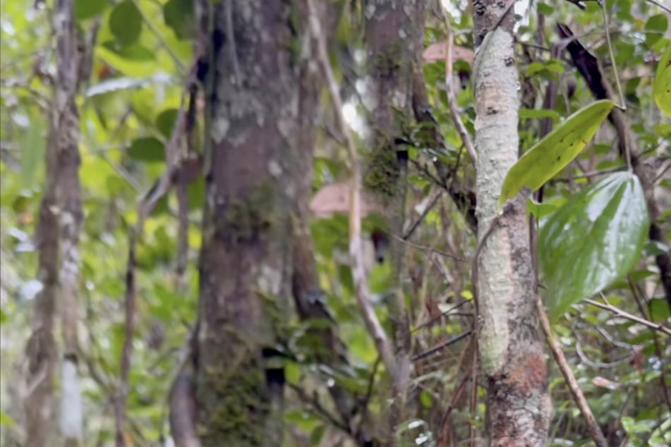Wanderer fotografieren Baum: Erst Minuten später erkennen sie die Wahrheit