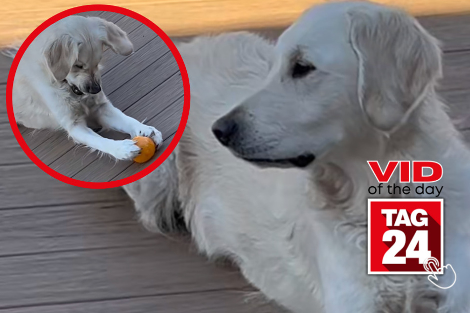 viral videos: Viral Video of the Day for May 1, 2023: Golden retriever goes wild