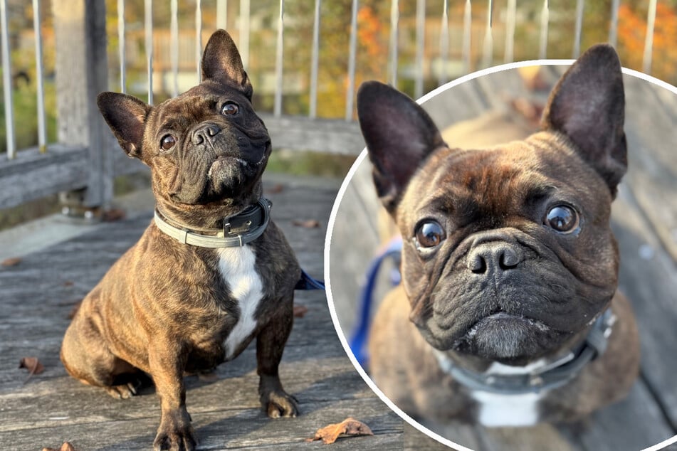 Französische Bulldogge plötzlich zu teuer: Findet dieses Kerlchen sein Happy End?