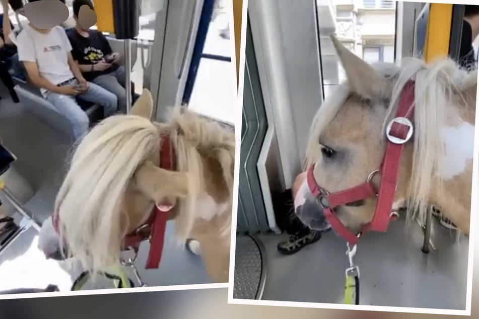 Süßes Video geht viral: Pony "Cash" ganz lässig in Leipziger Tram unterwegs