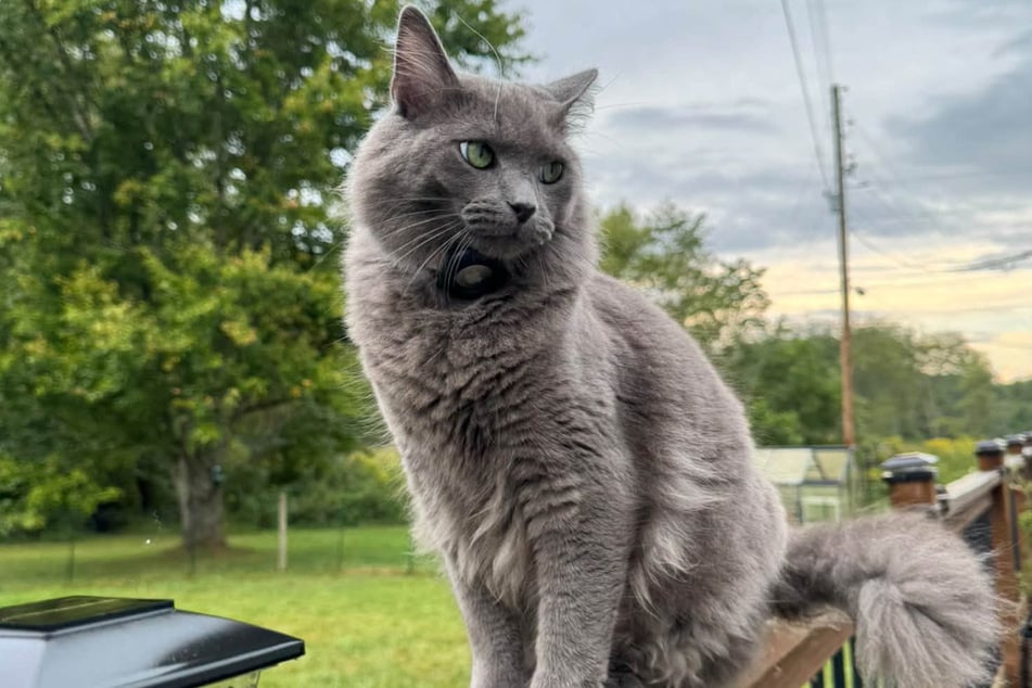 Majestätisch: So sieht Kater Fudge heute aus.
