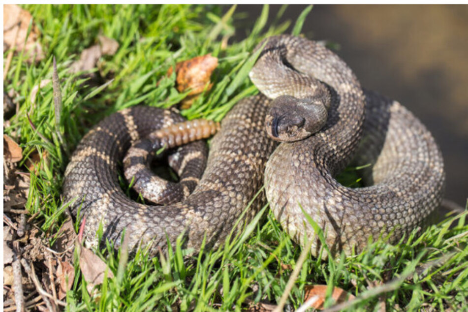 Die Leipziger Pfleger haben es unter anderem mit einer Klapperschlange, einer Viper und einer Puffotter zu tun. (Symbolbild)