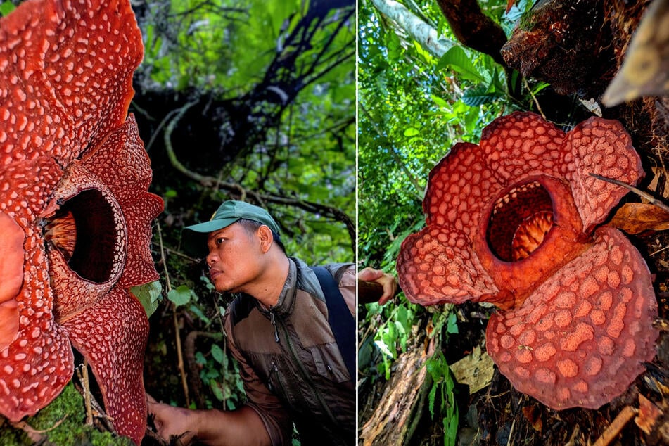 Rafflesien gelten als die größten und übelriechendsten Blumen der Welt. Die Blüten können bis zu einem Meter groß werden.
