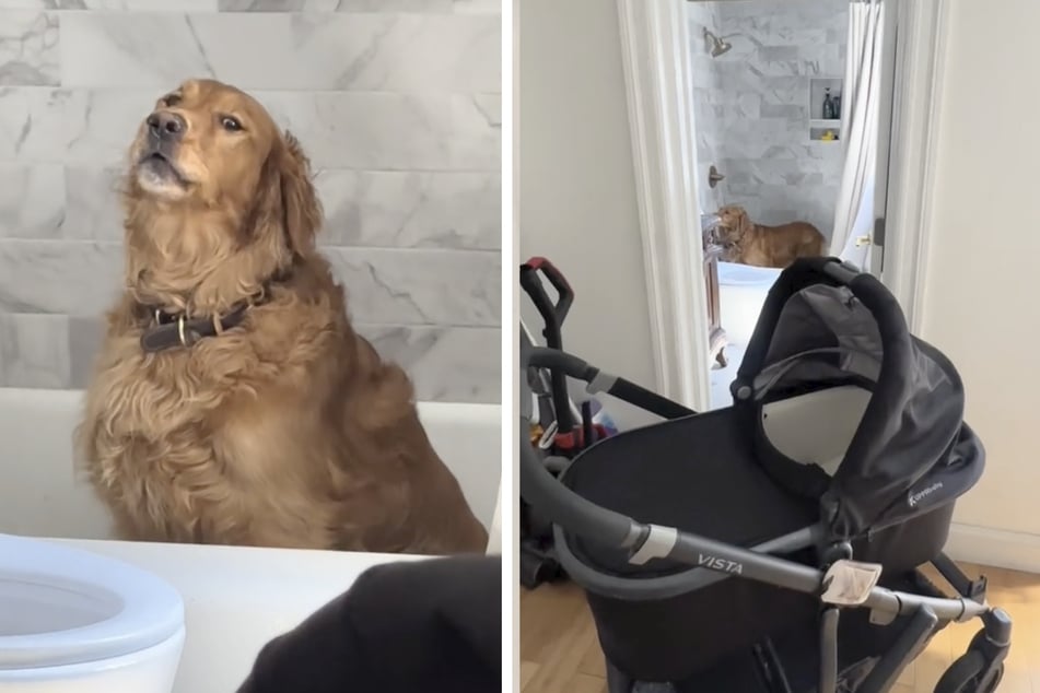 Sinatra the dog recently threw a tantrum over the purchase of a baby stroller.