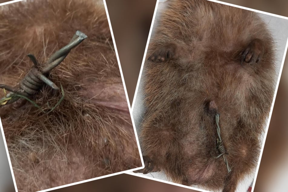 Das kleine Stück Stacheldraht hatte sich über Wochen in der Haut des Igels verfangen.