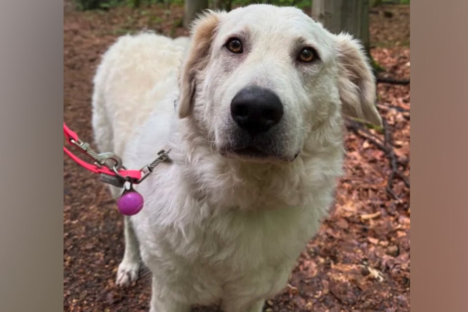 Die verschmuste Kuvasz-Hündin zeigt sich draußen meist entspannt und genießt die Nähe zu ihren Menschen.