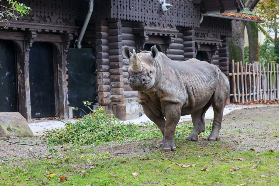 Vor wenigen Tagen siedelte Spitzmaulnashorn-Kuh "Hazina" von Frankreich ins Rheinland über.