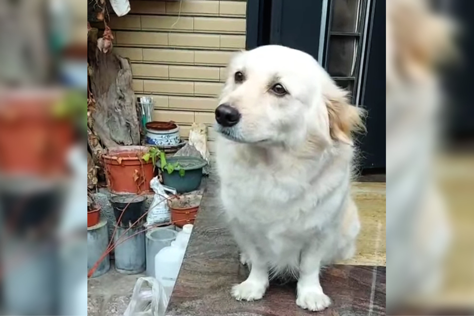 Wer kann diesem Blick schon widerstehen?
