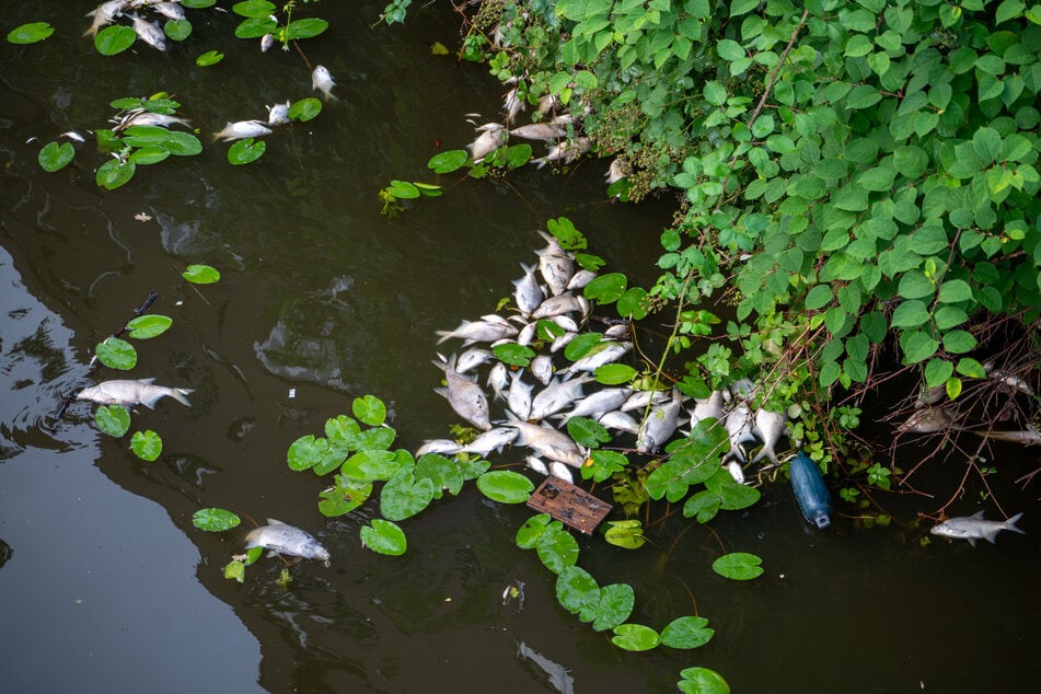 Etliche tote Fische schwimmen in den Kanälen der Alster.