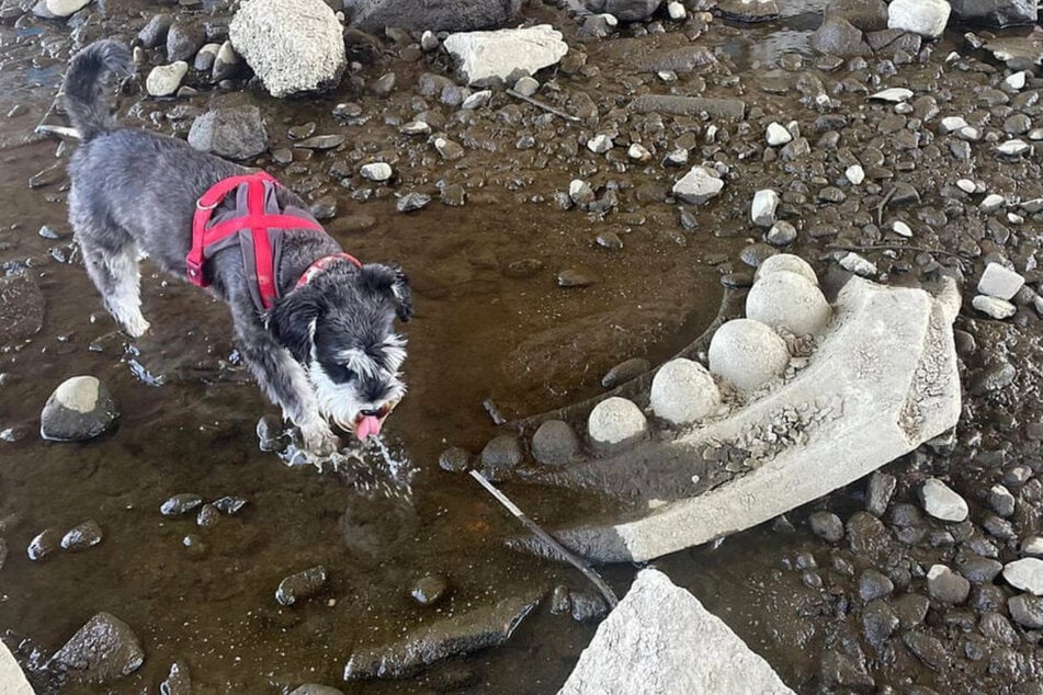 Zwergschnauzer Frieda "entdeckte" das Gusseisen-Relief an der Carolabrücke.