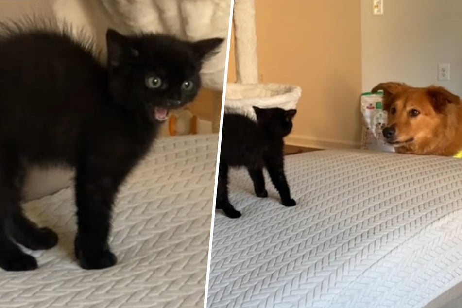 Sadie the dog just wanted to play with her new little sister. Unfortunately, the dog didn't understand that her new black cat sibling was afraid of her!