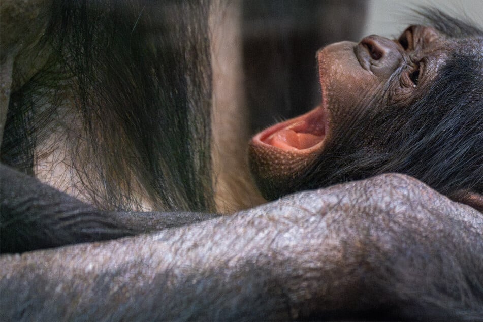 Bonobo-Glück in der Wilhelma: Dieser süße Nachwuchs lässt alle Herzen höherschlagen