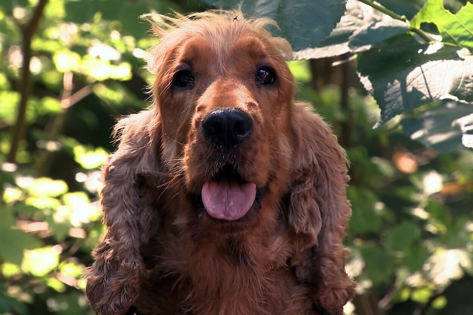 Cocker Spaniel Benji (4) sucht ein neues Zuhause.