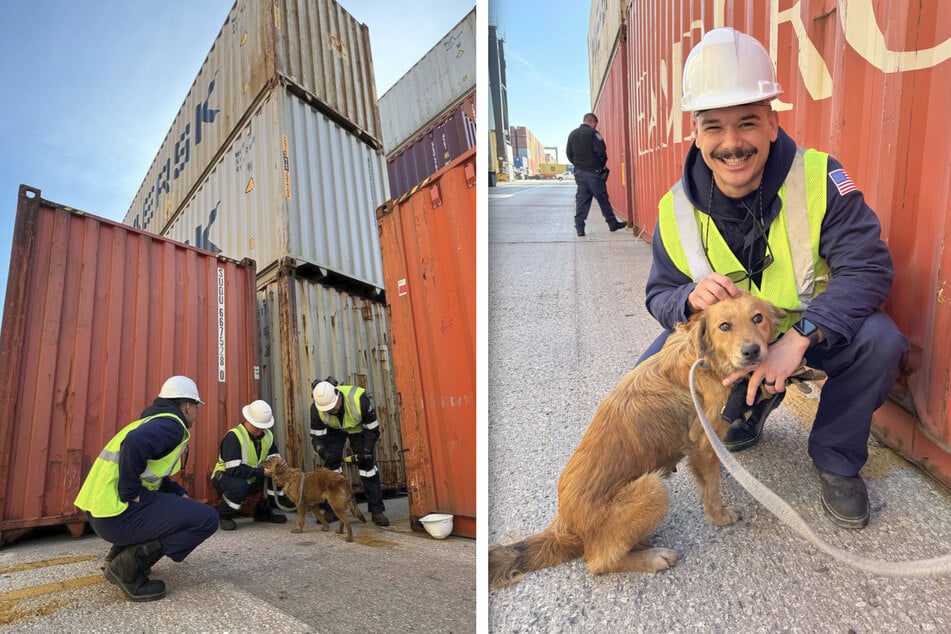 Trapped dog rescued from container by Coast Guard inspectors