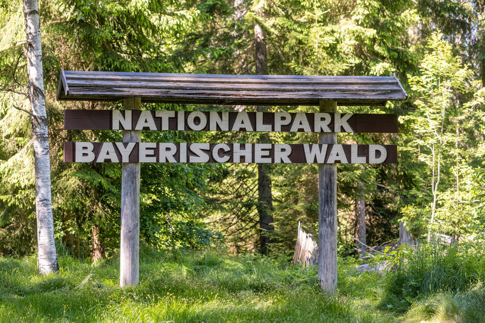 Das in Deutschland sehr seltene Tier wurde vor vier Wochen von einer Wildtierkamera im Nationalpark Bayerischer Wald fotografiert. (Archivbild)