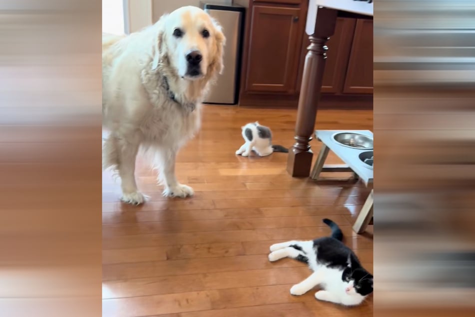Golden retriever Murray now has two new kittens at his side!