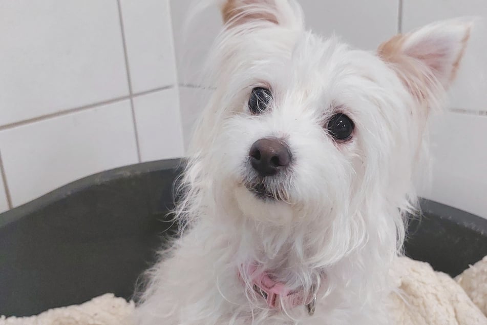 Süß, aber herausfordernd: Warum Terrier-Mix Lana erfahrene Halter braucht