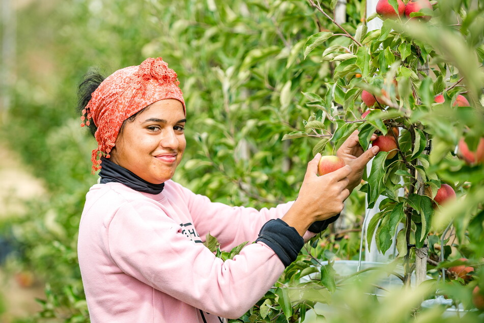 Arbeitskräfte aus Rumänien, Bulgarien und Polen helfen bei der Ernte. Die Obstland beschäftigt insgesamt rund 550 Saisonkräfte.