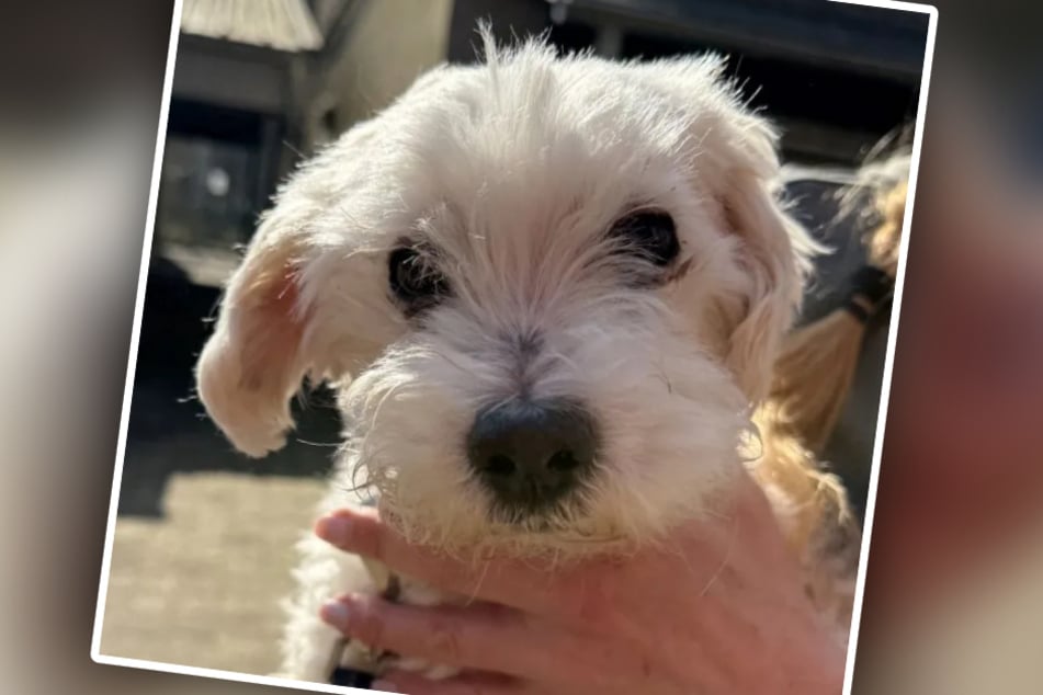 Cookie jest silnym alergikiem i potrzebuje drogiego specjalnego jedzenia – przyszli właściciele powinni o tym pamiętać.