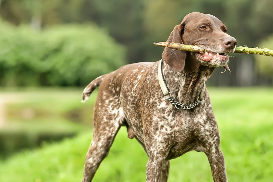 Seite 2 für Hunde News Nachrichten und Infos über Hunde TAG24