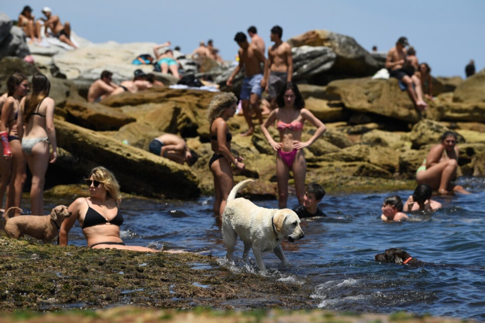 Sydney: Ein Hund kühlt sich während der Hitzewelle am Bondi Beach im Wasser ab.