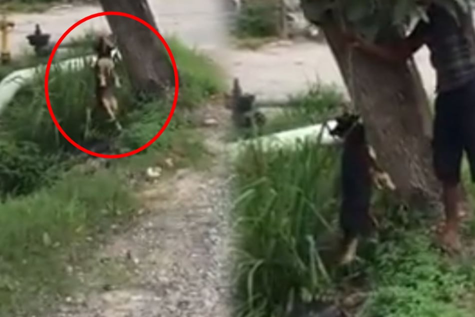 Mann hängt Hund grausam an Baum auf: Doch er ahnt nicht, was auf ihn zukommt