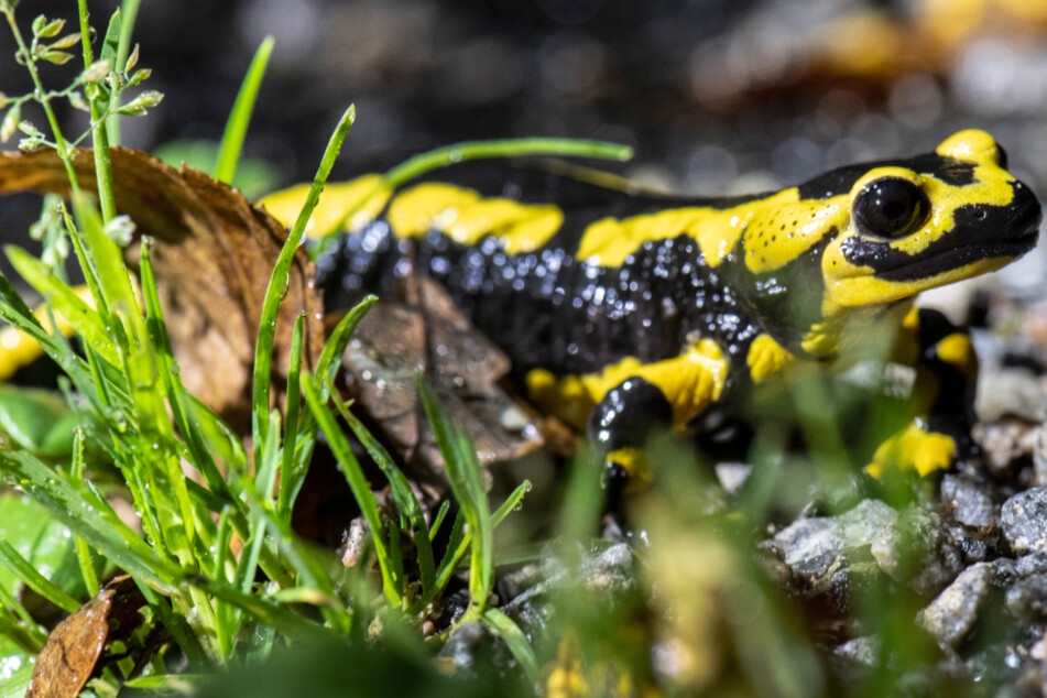 Auch Feuersalamander wurden gerettet.